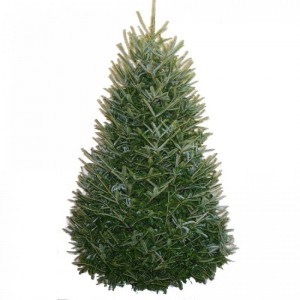 Fraser Fir