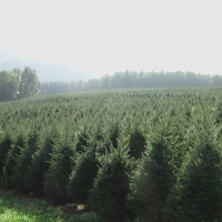 Field of Fraser Firs