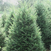 Fraser Fir