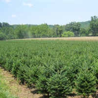 Table-Top-Trees